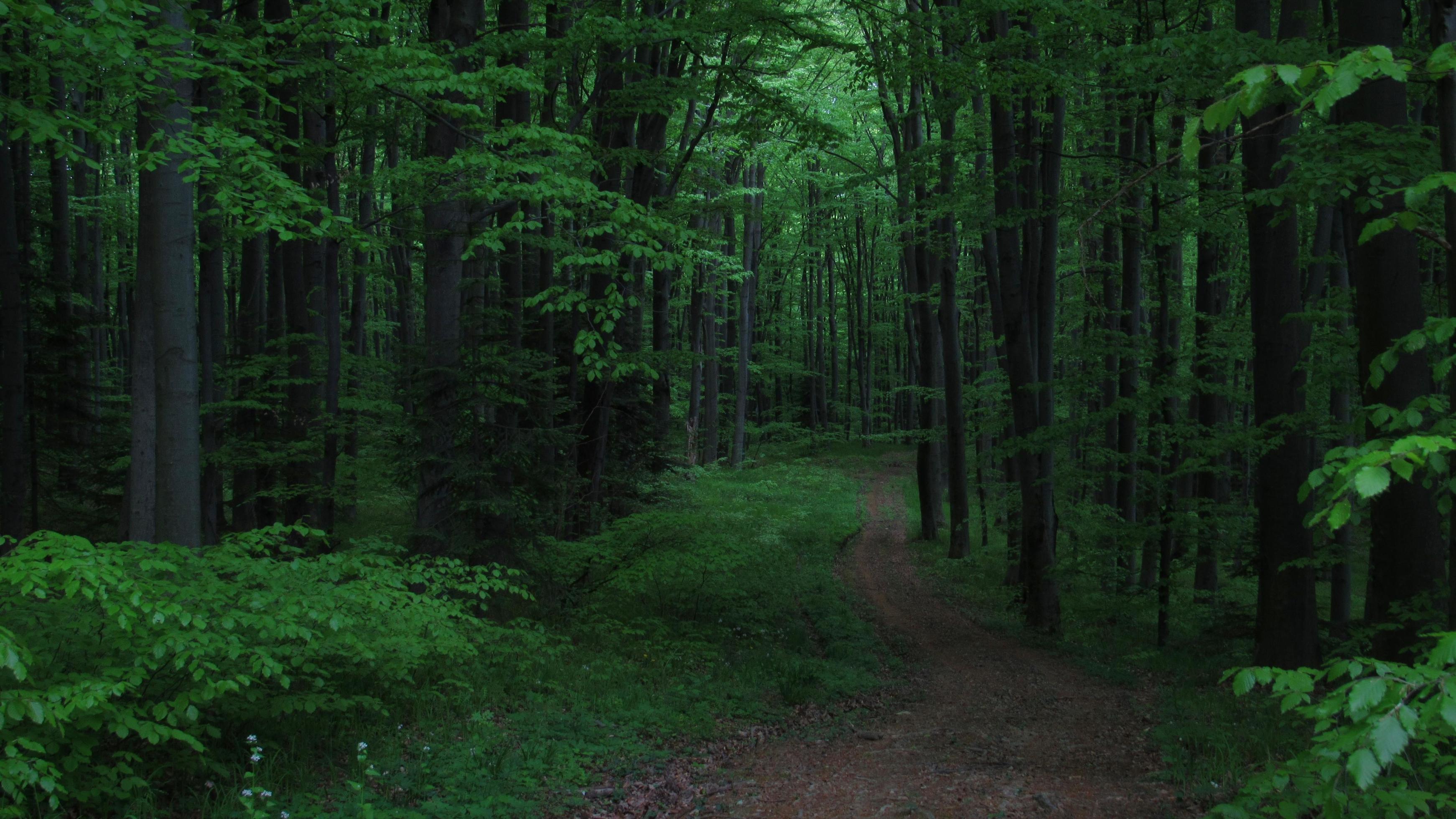 Waldpfad