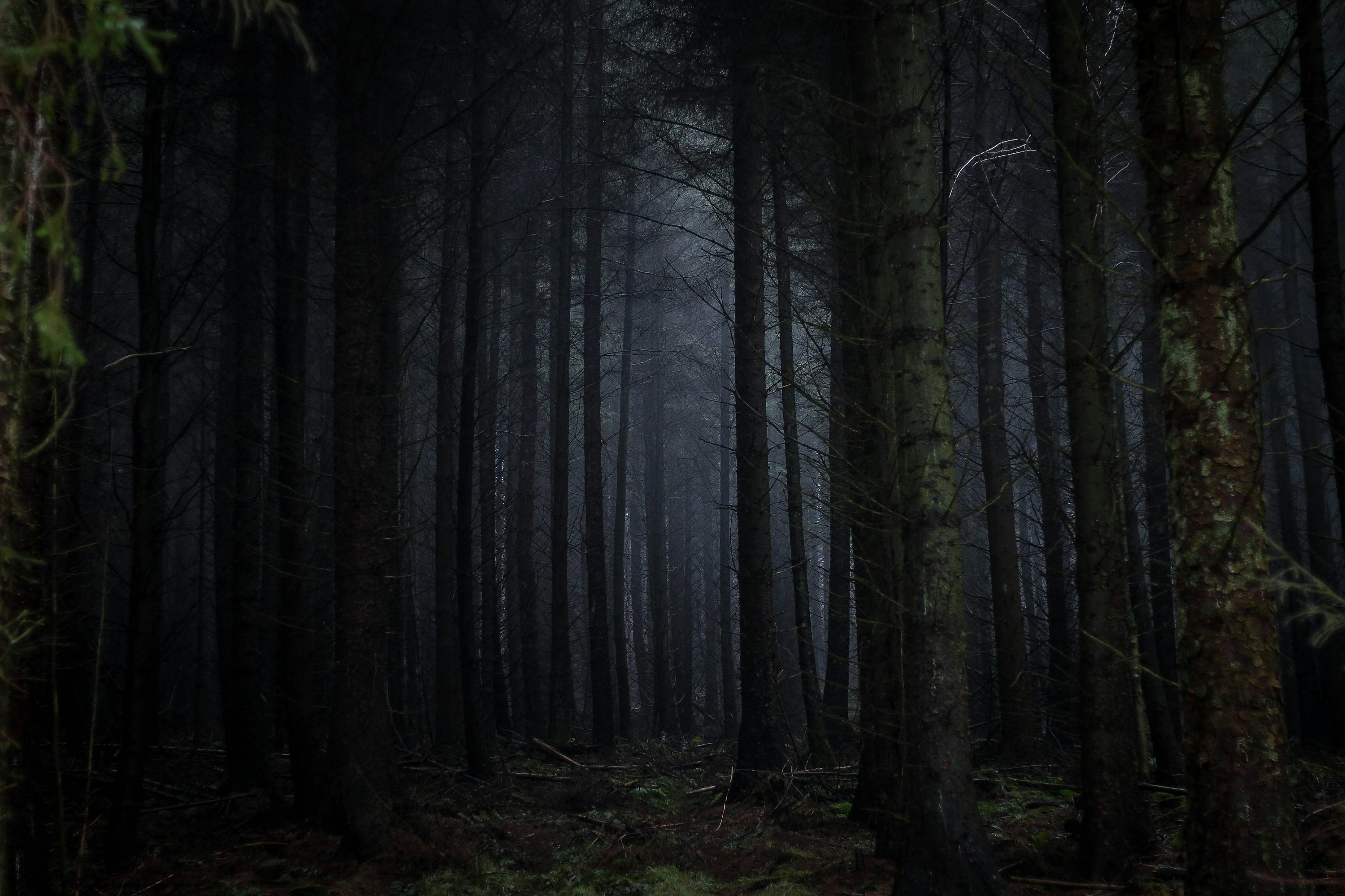 Dunkler Wald